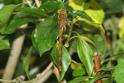 Aeshna isoceles (Green-eyed Hawker) female 3 .JPG